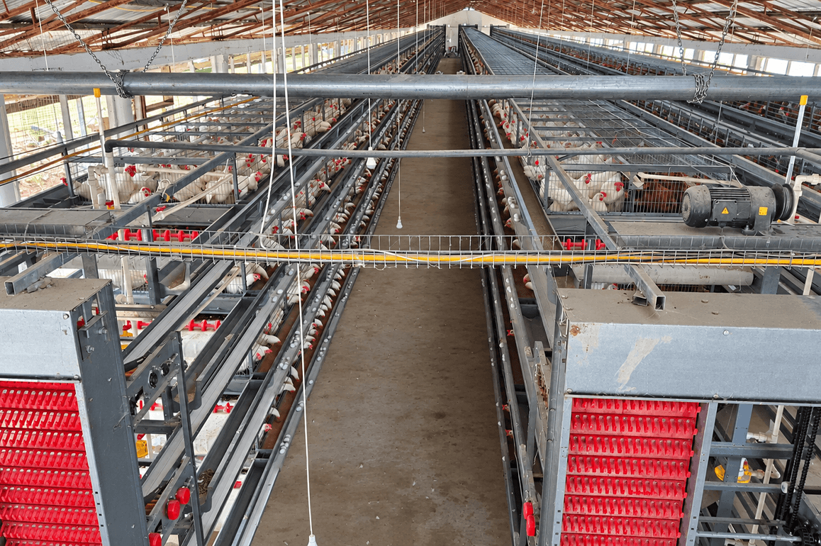 Layer chickens at A2 Farms